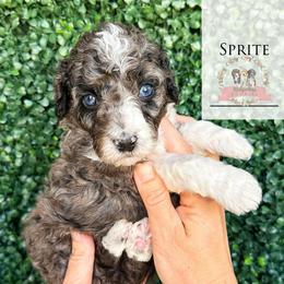 Sprite - Blue merle female Aussiedoodle puppy in Corydon, Indiana from Ridgeline Doodles