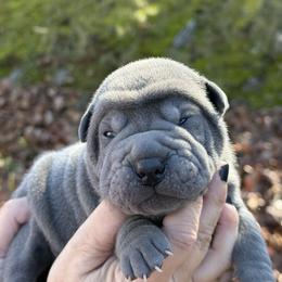 Elf - Blue male Chinese Shar-Pei puppy in North Carolina from Amy Mahaffey's Chinese Shar-Pei