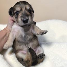 Tanner - Cream male Dachshund puppy in Oklahoma City, Oklahoma from OkieDoxieland Dachshunds