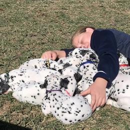 Dalmatian Puppies from Smart Dalmatians
