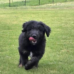 Dash - Black tri-color male Aussiedoodle puppy in Baldwin, Georgia from Tates Creek Kennels