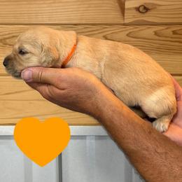 Abigail (Orange) - Golden female Golden Retriever puppy in Cadillac, Michigan from K & M Golden Retrievers