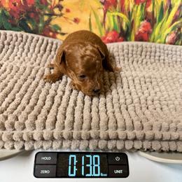 Patrick - Red  male Poodle puppy in Lawrenceburg, Tennessee from LUV Poodles and Maltipoos