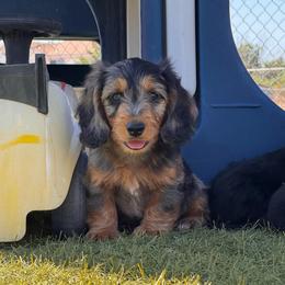 Bluey- SILKY WIRE - Dapple male Dachshund puppy in Duncan, Arizona from Bootheel Doxies