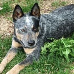 American Corgis, Australian Cattle Dogs, Cardigan Welsh Corgis, and Pembroke Welsh Corgis from Moonlit Ranch