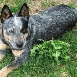 American Corgis, Australian Cattle Dogs, Cardigan Welsh Corgis, and Pembroke Welsh Corgis from Moonlit Ranch