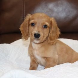 Boy 1 - Red Dachshund puppy in Pontotoc, Mississippi from Doubletake Doodles & Dachshunds