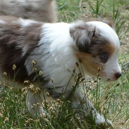 Faline- Bambi's girlfriend - Red merle Miniature American Shepherd puppy in Colorado from Mountain Cross Minis