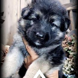 Ranger - Black and tan male German Shepherd puppy in Sequim, Washington from German Shepherd Haus