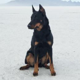 Beauceron puppies from SilverStruck Kennels