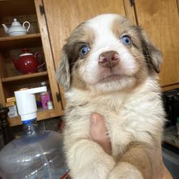 1 - Red merle male Miniature Australian Shepherd puppy in Cedar Creek, Texas from Rowdy Ranch Tx
