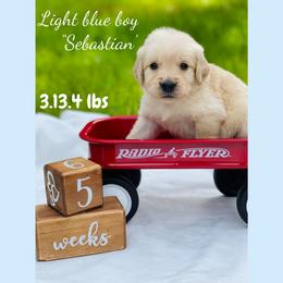 Golden Retriever Puppies from All shades Golden