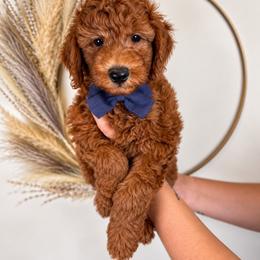Winston - Red  male Goldendoodle puppy in Norcross, Georgia from Teddy Puppies