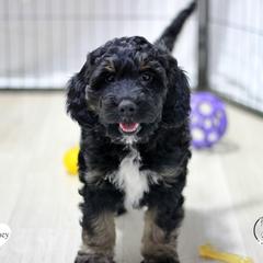 Whitney - Black white and tan female Springerdoodle puppy in Kendall, New York from Family Raised Doodles