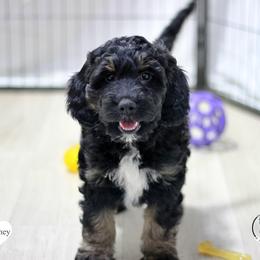Whitney - Black white and tan female Springerdoodle puppy in Kendall, New York from Family Raised Doodles