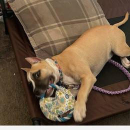 American Bully, American Staffordshire Terrier, and Bulldog Puppies from Lunatic Kennels