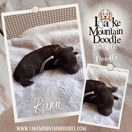 Rumi - Chocolate female Double Doodle puppy in Eagle Mountain, Utah from Lake Mountain Doodle