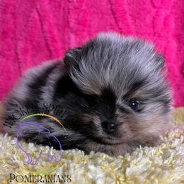 HOLD AKC POP - Blue merle male Pomeranian puppy in Watkins Glen, New York from Wicked Spirits Pomeranians