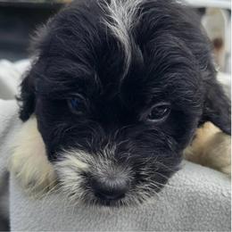 Makai - Parti male Goldendoodle puppy in Captain Cook, Hawaii from Big Island Goldendoodles