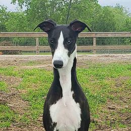 Andi - Whippet