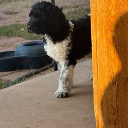 Moo cow - male Golden Mountain Doodle puppy in Big Spring, Texas from Oliva’s Doods