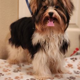 Noble Legacys Forever Paxton - Black tan and white Biewer Terrier puppy in Vancouver, Washington from Noble Legacy Biewers
