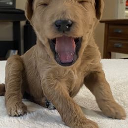 Poodles from Graceful Poodle Paws