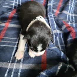 White collar- tri volor - Black tri-color female Australian Shepherd puppy in Geneva, Florida from TGIF Doxies
