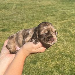 Ganache - Dapple female Dachshund puppy in Shelley, Idaho from Journey’s End Dachshunds