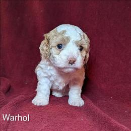 Warhol - Red and white male Cockapoo puppy in Sunset, Louisiana from Cano Cockapoos