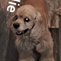 Charlie - Cocker Spaniel