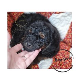 Boy 1 - Phantom Poodle puppy in Heber City, Utah from Doodles-by-Delilah
