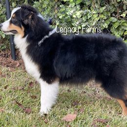 Australian Shepherd and French Bulldog All Grown Up from Legacy Farms