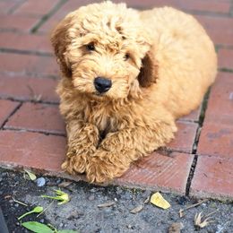 Goldendoodle puppies from Stony Meadow Puppies