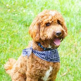 Sully - Goldendoodle