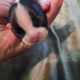 Perfect Boy - Black and white male Boston Terrier puppy in Gaffney, South Carolina from Battlefield Kennels