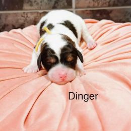 Dinger - Sable female Bernedoodle puppy in Pasco, Washington from Camp Doodle Woods