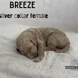 Breeze - Cream female Goldendoodle puppy in Inez, Texas from Heavenly H Doodles