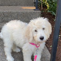 Goldendoodle Puppies from Pacific Goldendoodle, LLC