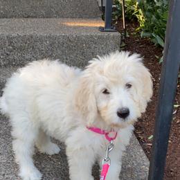 Goldendoodle Puppies from Pacific Goldendoodle, LLC