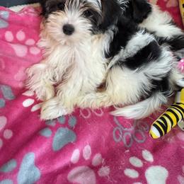 Girl ( Teal ) - Parti female Yorkshire Terrier puppy in Massachusetts from Happy Tail Yorkies and Maltese