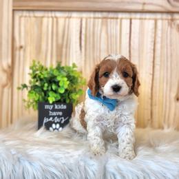 Boy 4 - male Cavapoo puppy in Centerville, Iowa from Barnyard Dachshunds, Dals & Doodles
