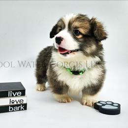 Cuddle - Sable male Pembroke Welsh Corgi puppy in Kiowa, Colorado from Cool Water Corgis LLC