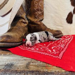 'Zeus' - Blue merle male Australian Shepherd puppy in Durand, Wisconsin from Larson’s Legacy Aussome Aussie Kennels