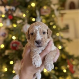Mr. Green - Cream male Goldendoodle puppy in Athens, Georgia from Moore Goldendoodles