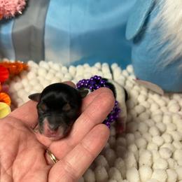 Little Willow - Parti female Yorkshire Terrier puppy in Douglas, Georgia from Southern Georgia Yorkies and biewers