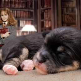 Hermione - Black and tan female Havapoo puppy in Hendersonville, North Carolina from Grayfinn House