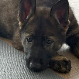 German Shepherds from Lunaris