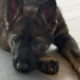 German Shepherds from Lunaris