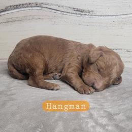 Hangman (Orange Collar) - Red  male Goldendoodle puppy in Scurry, Texas from 07 Seven Oaks Goldens and Doodles